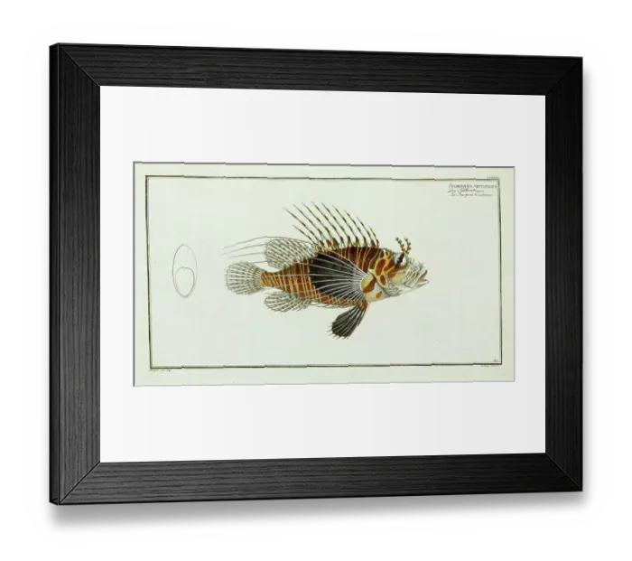 Framed Print : Scorpaena antennata (Pterois antennata) Framed Print : Scorpaena antennata (Pterois antennata)