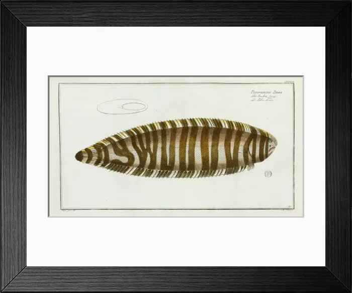 Framed Print : Pleuronectes zebra (Synaptura zebra) Framed Print : Pleuronectes zebra (Synaptura zebra)