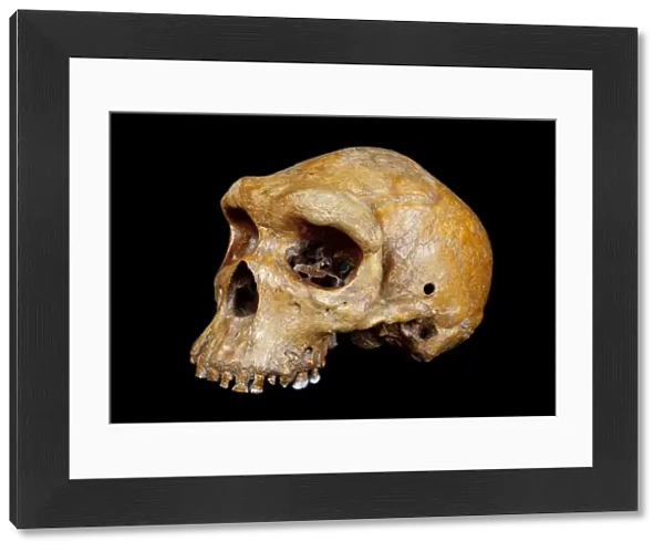 Broken Hill skull, Homo heidelbergensis