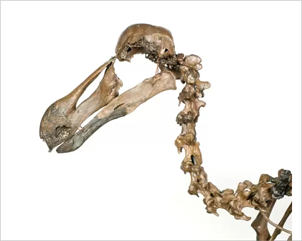 Dodo skeleton, Raphus cucullatus