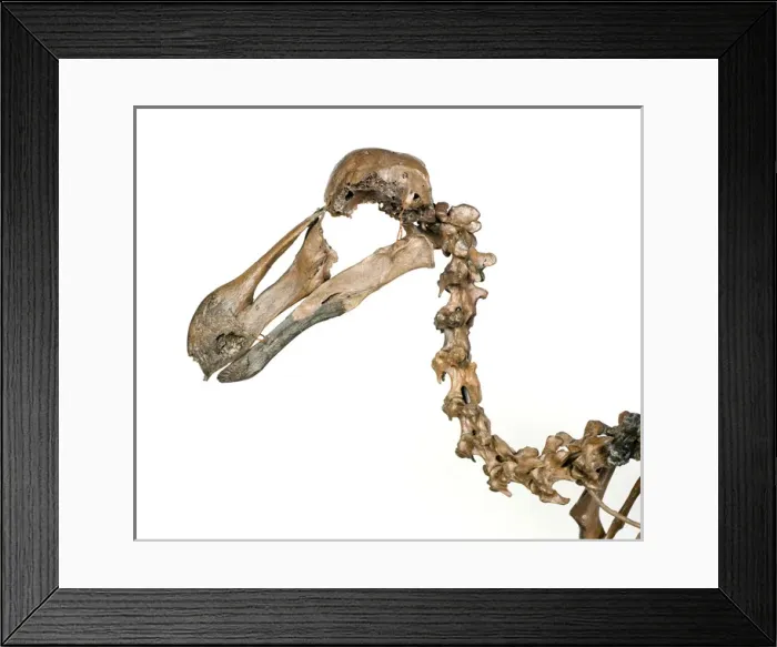 Framed Print : Dodo skeleton, Raphus cucullatus Framed Print : Dodo skeleton, Raphus cucullatus
