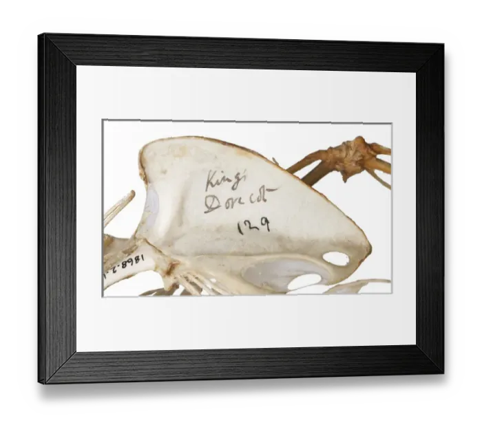 Framed Print : Charles Darwins pigeons Framed Print : Charles Darwins pigeons