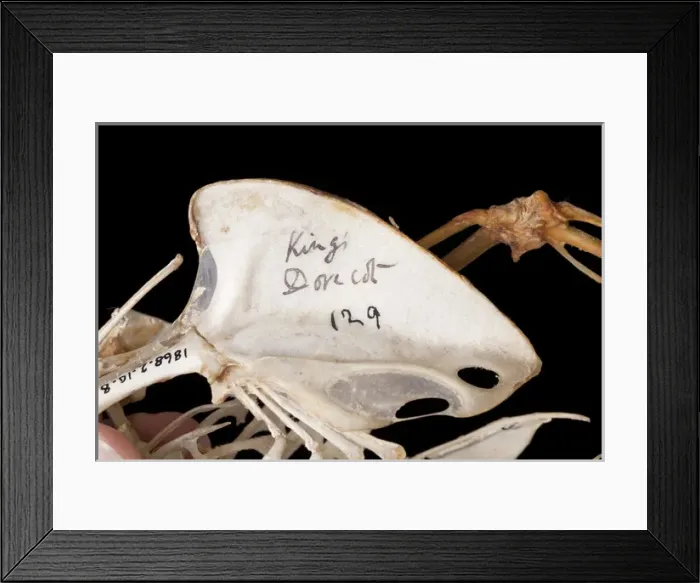 Framed Print : Charles Darwins pigeons Framed Print : Charles Darwins pigeons