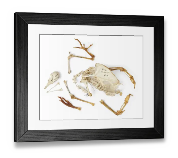 Framed Print : Charles Darwins pigeons Framed Print : Charles Darwins pigeons