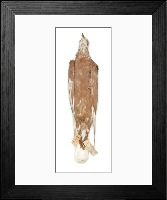 Framed Print : Charles Darwins pigeons Framed Print : Charles Darwins pigeons