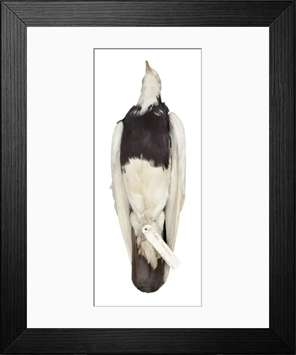 Framed Print : Charles Darwins pigeons Framed Print : Charles Darwins pigeons