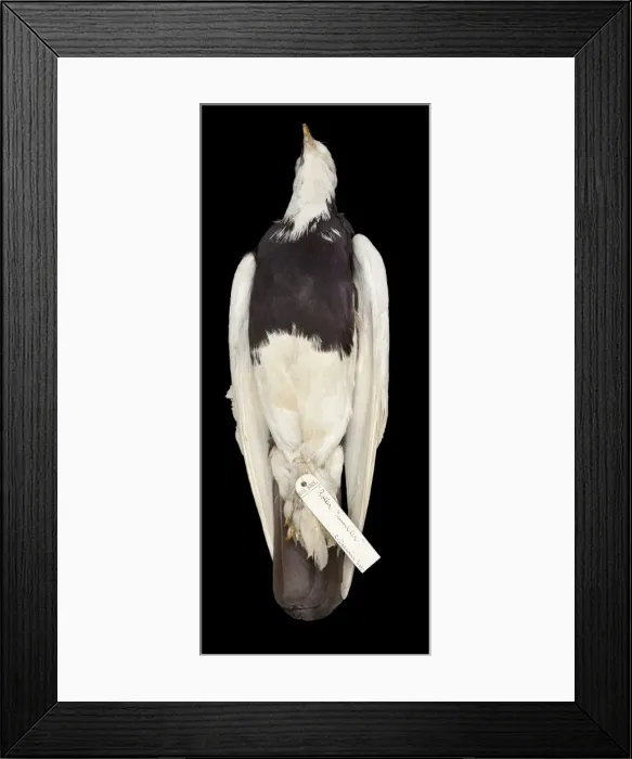 Framed Print : Charles Darwins pigeons Framed Print : Charles Darwins pigeons