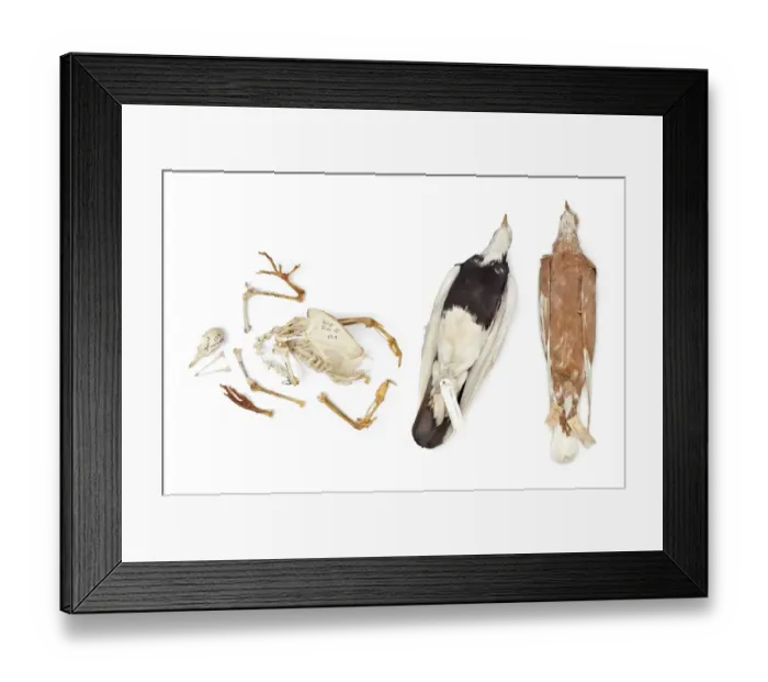 Framed Print : Charles Darwins pigeons Framed Print : Charles Darwins pigeons