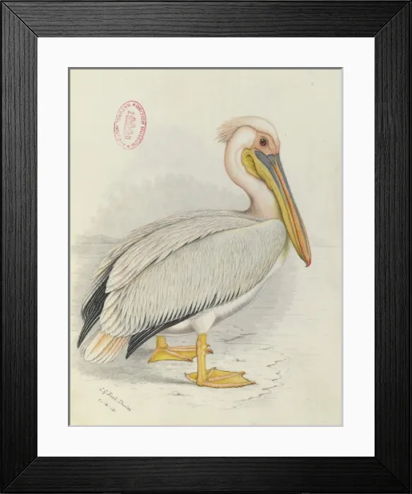 Framed Print : Pelecanus onocrotalus, Great white pelican Framed Print : Pelecanus onocrotalus, Great white pelican
