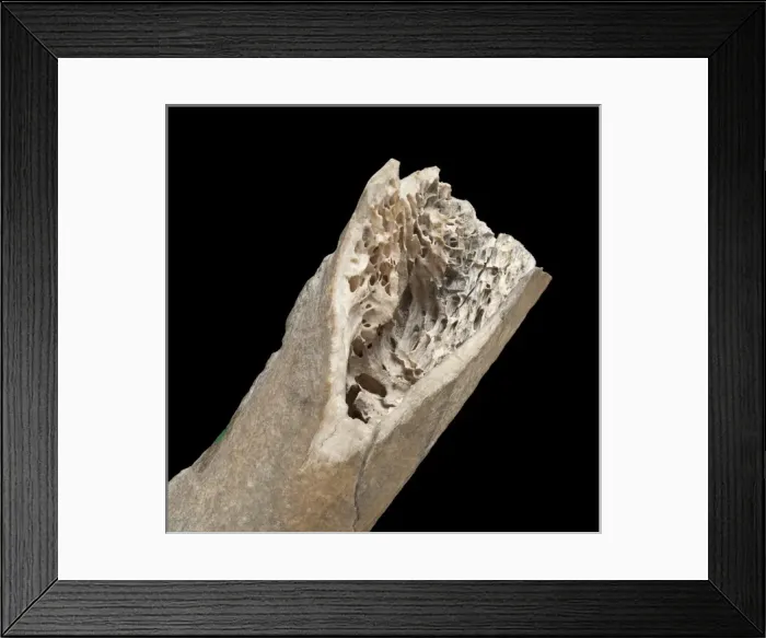 Framed Print : Moa bone fragment Framed Print : Moa bone fragment