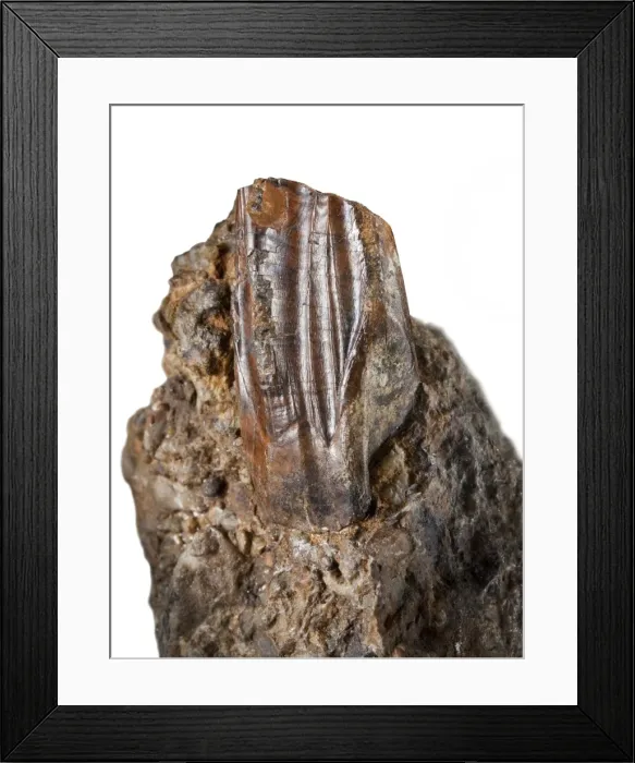 Framed Print : Iguanodon tooth Framed Print : Iguanodon tooth