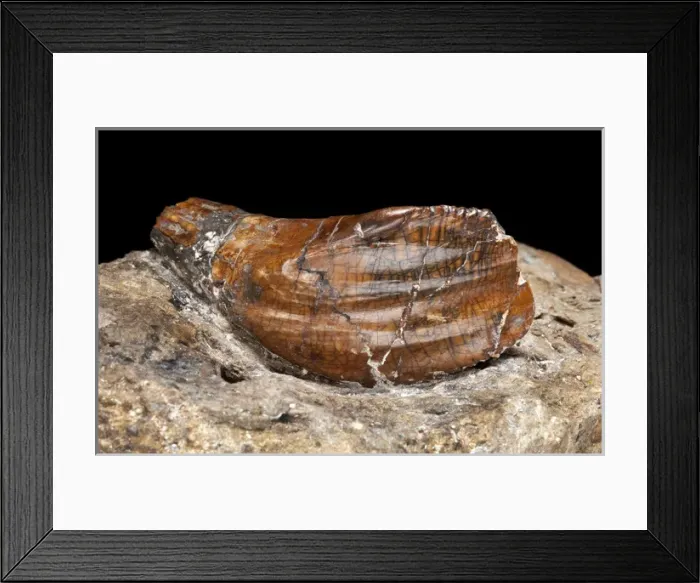 Framed Print : Iguanodon tooth Framed Print : Iguanodon tooth