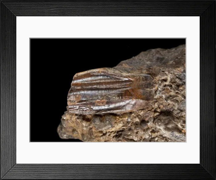 Framed Print : Iguanodon tooth Framed Print : Iguanodon tooth