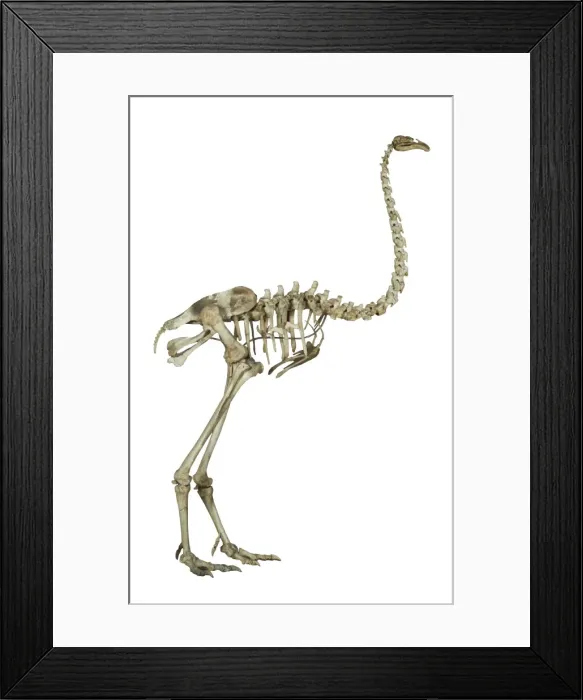 Framed Print : Dinornis elephantopus, heavy-footed moa Framed Print : Dinornis elephantopus, heavy-footed moa