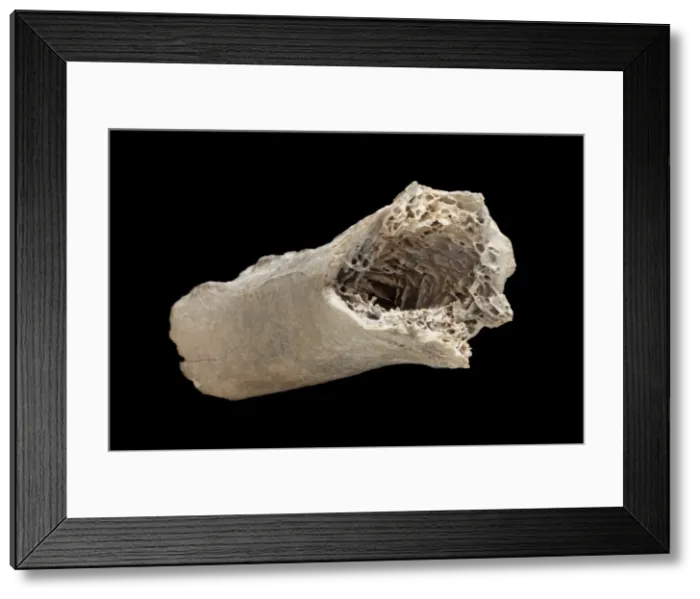 Framed Print : Moa bone fragment Framed Print : Moa bone fragment