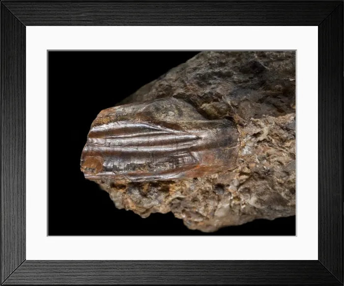 Framed Print : Iguanodon tooth Framed Print : Iguanodon tooth