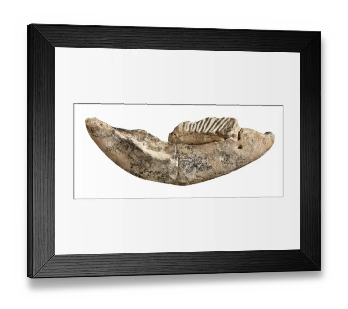 Framed Print : Dwarf elephant tooth Framed Print : Dwarf elephant tooth