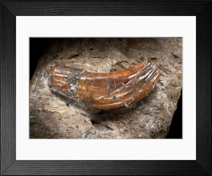 Framed Print : Iguanodon tooth Framed Print : Iguanodon tooth