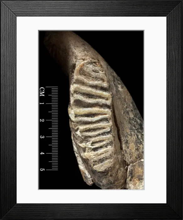 Framed Print : Dwarf elephant tooth Framed Print : Dwarf elephant tooth