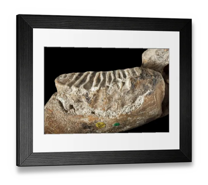 Framed Print : Dwarf elephant tooth Framed Print : Dwarf elephant tooth