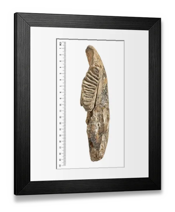 Framed Print : Dwarf elephant tooth Framed Print : Dwarf elephant tooth