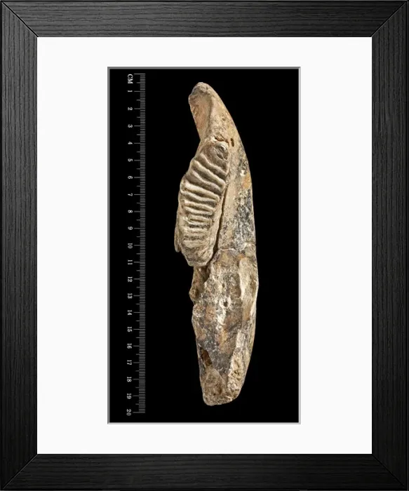 Framed Print : Dwarf elephant tooth Framed Print : Dwarf elephant tooth