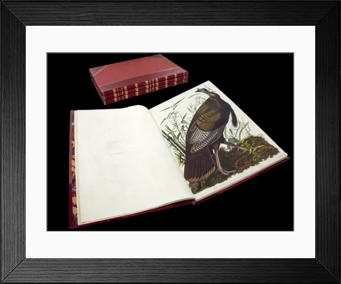 Framed Print : The Birds of America by John James Audubon Framed Print : The Birds of America by John James Audubon
