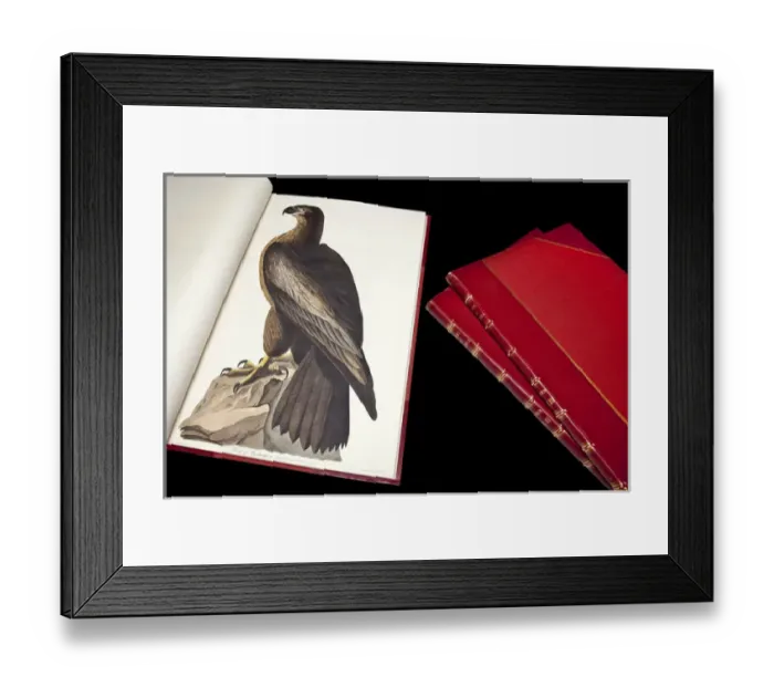 Framed Print : The Birds of America by John James Audubon Framed Print : The Birds of America by John James Audubon