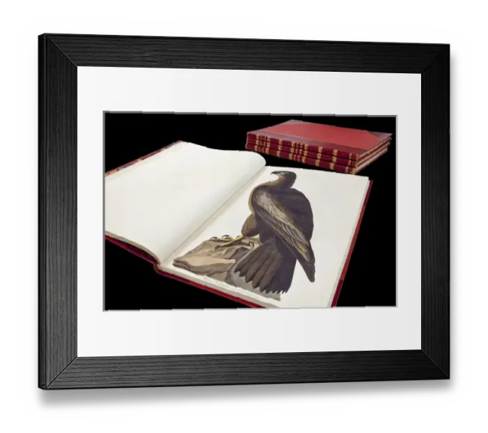 Framed Print : The Birds of America by John James Audubon Framed Print : The Birds of America by John James Audubon