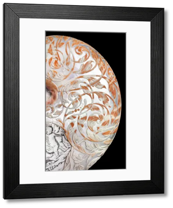 Framed Print : Hans Sloanes nautilus shell Framed Print : Hans Sloanes nautilus shell
