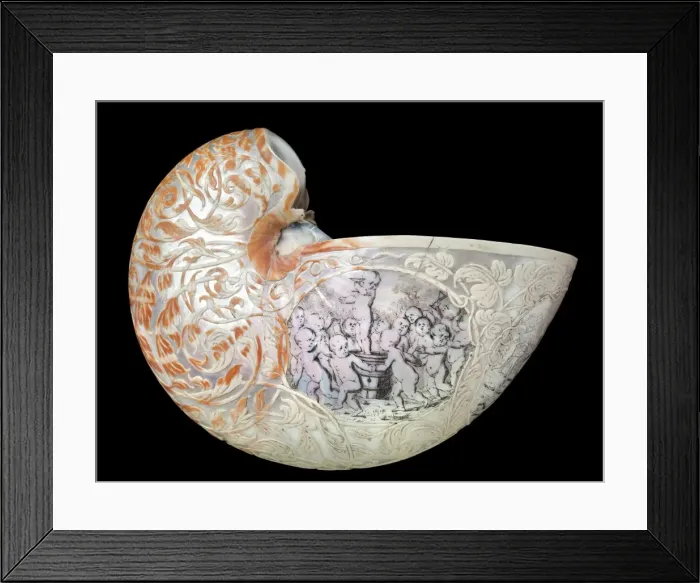 Framed Print : Hans Sloanes nautilus shell Framed Print : Hans Sloanes nautilus shell