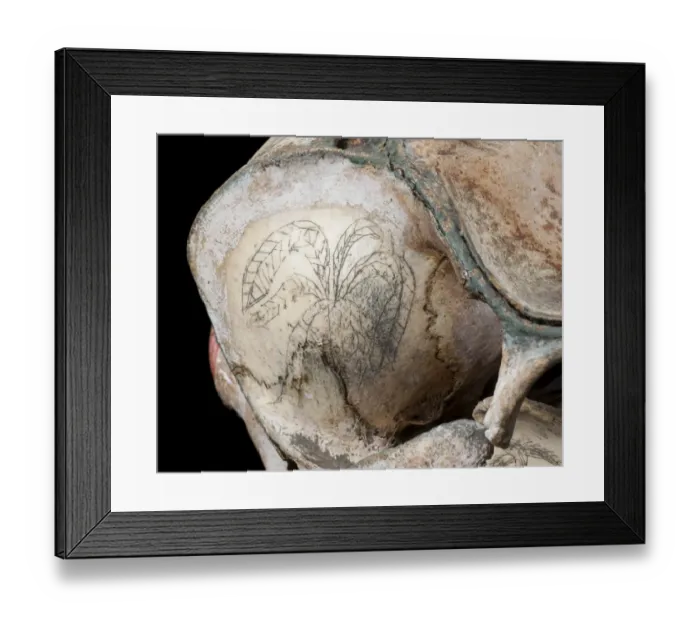 Framed Print : Rough-toothed dolphin skull with ink scrimshaw Framed Print : Rough-toothed dolphin skull with ink scrimshaw
