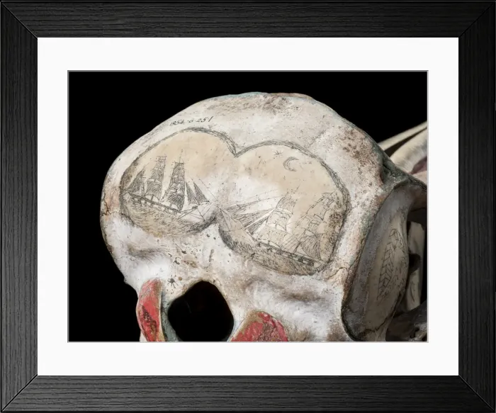 Framed Print : Rough-toothed dolphin skull with ink scrimshaw Framed Print : Rough-toothed dolphin skull with ink scrimshaw
