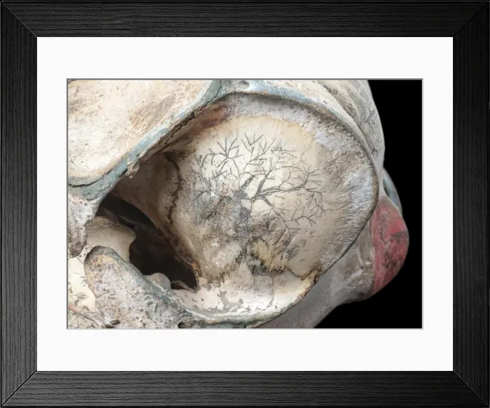 Framed Print : Rough-toothed dolphin skull with ink scrimshaw Framed Print : Rough-toothed dolphin skull with ink scrimshaw