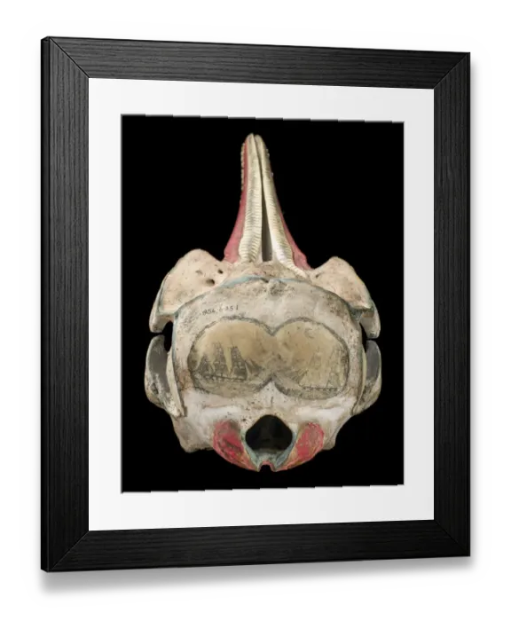 Framed Print : Rough-toothed dolphin skull with ink scrimshaw Framed Print : Rough-toothed dolphin skull with ink scrimshaw
