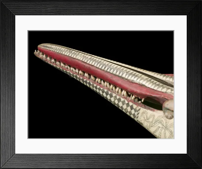 Framed Print : Rough-toothed dolphin skull with ink scrimshaw Framed Print : Rough-toothed dolphin skull with ink scrimshaw