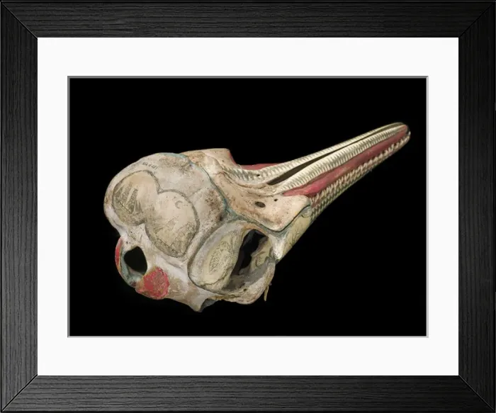Framed Print : Rough-toothed dolphin skull with ink scrimshaw Framed Print : Rough-toothed dolphin skull with ink scrimshaw
