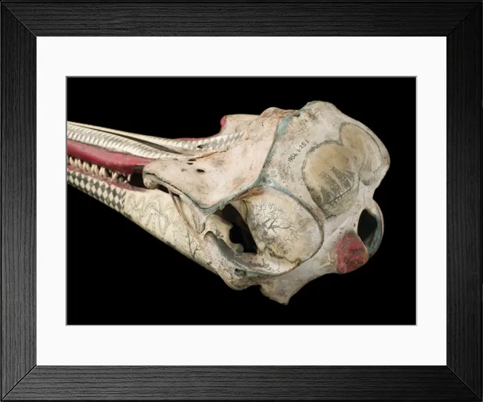 Framed Print : Rough-toothed dolphin skull with ink scrimshaw Framed Print : Rough-toothed dolphin skull with ink scrimshaw