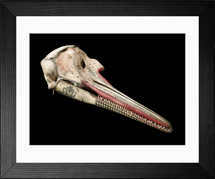 Framed Print : Rough-toothed dolphin skull with ink scrimshaw Framed Print : Rough-toothed dolphin skull with ink scrimshaw