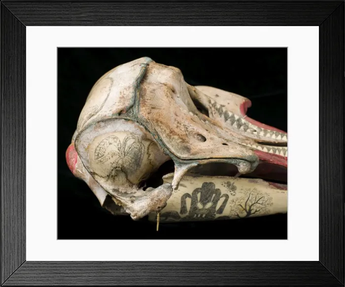Framed Print : Rough-toothed dolphin skull with ink scrimshaw Framed Print : Rough-toothed dolphin skull with ink scrimshaw