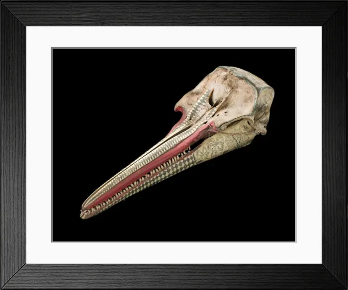 Framed Print : Rough-toothed dolphin skull with ink scrimshaw Framed Print : Rough-toothed dolphin skull with ink scrimshaw