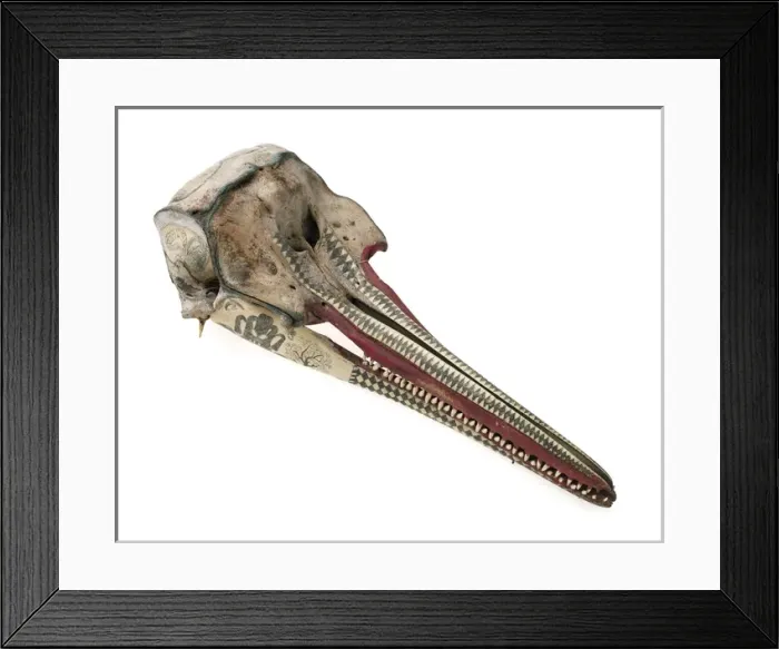 Framed Print : Rough-toothed dolphin skull with ink scrimshaw Framed Print : Rough-toothed dolphin skull with ink scrimshaw