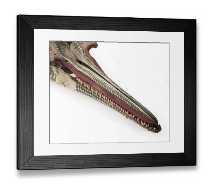 Framed Print : Rough-toothed dolphin skull with ink scrimshaw Framed Print : Rough-toothed dolphin skull with ink scrimshaw
