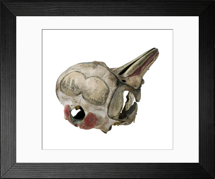 Framed Print : Rough-toothed dolphin skull with ink scrimshaw Framed Print : Rough-toothed dolphin skull with ink scrimshaw