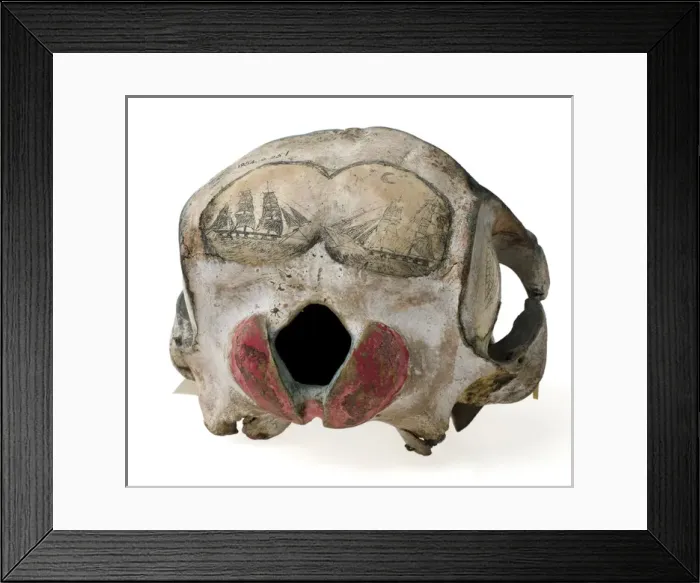 Framed Print : Rough-toothed dolphin skull with ink scrimshaw Framed Print : Rough-toothed dolphin skull with ink scrimshaw
