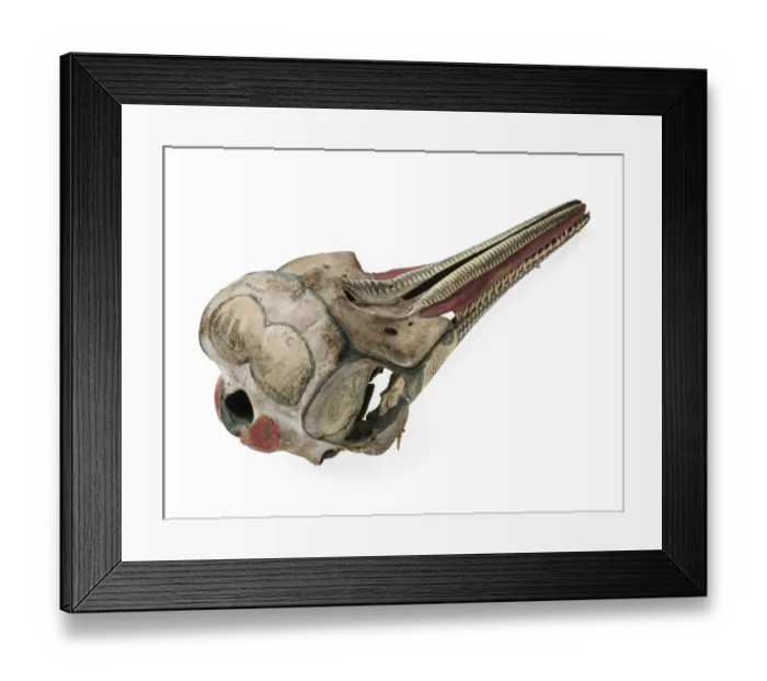 Framed Print : Rough-toothed dolphin skull with ink scrimshaw Framed Print : Rough-toothed dolphin skull with ink scrimshaw
