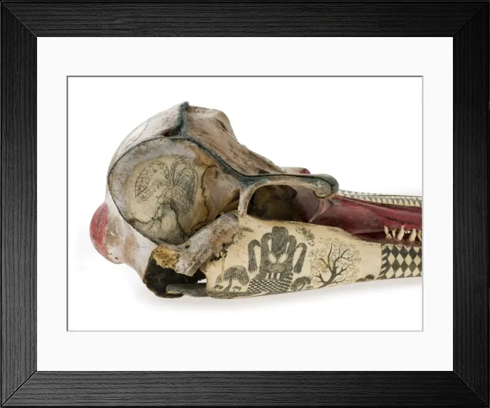 Framed Print : Rough-toothed dolphin skull with ink scrimshaw Framed Print : Rough-toothed dolphin skull with ink scrimshaw
