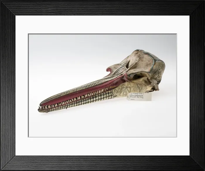 Framed Print : Rough-toothed dolphin skull with ink scrimshaw Framed Print : Rough-toothed dolphin skull with ink scrimshaw