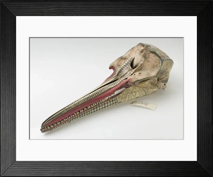 Framed Print : Rough-toothed dolphin skull with ink scrimshaw Framed Print : Rough-toothed dolphin skull with ink scrimshaw
