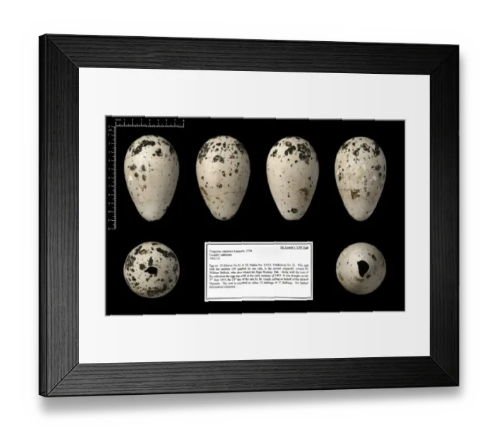 Framed Print : Dr Leachs 139 great auk egg Framed Print : Dr Leachs 139 great auk egg